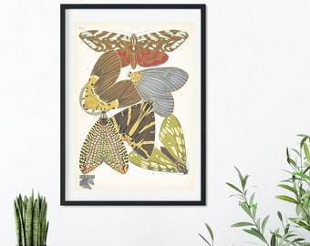 Framed Vintage Butterfly Print, Natural history butterflies Poster, butterfly Wall Art Print 13 of 16 A5 A4, A3, A2