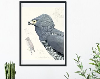 Framed Vintage Bird Prints, Natural history bird art illustration print, framed bird print, antique bird print, hawk print  A5 A4, A3, A2
