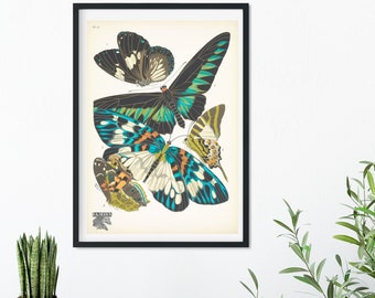 Framed Vintage Butterfly Print, Natural history butterflies Poster, butterfly Wall Art Print 5 of 16