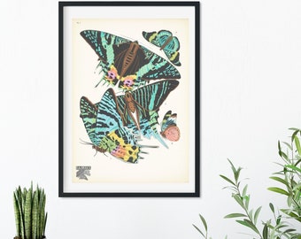 Framed Vintage Butterfly Print, Natural history butterflies Poster, butterfly Wall Art Print 16 of 16 A5 A4, A3, A2