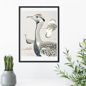 Framed Vintage Bird Prints, Natural history bird art illustration print, framed bird print, antique bird print, bird print
