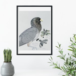 Framed Vintage Bird Prints, Natural history bird art illustration print, framed bird print, antique bird print, eagle print