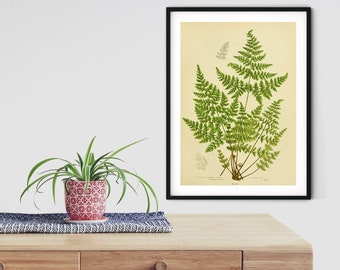 Green Fern Botanical Print, vintage botanical fern 5 of 6