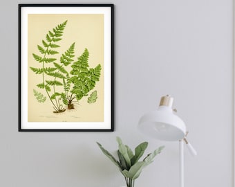 Framed Antique Fern Print, green fern wall art, leaf prints 3 of 6