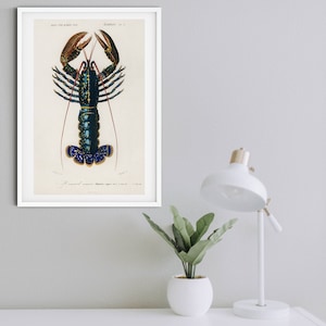 Framed Lobster Print, Vintage Crawfish Scientific chart, crayfish sea life poster, Kitchen art seafood print image 1