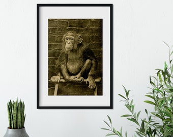 Framed Vintage Photography Chimp Print, Chimpanzee print , chimpanzee art print, antique print, vintage photo chimpanzee photo A5 A4, A3, A2
