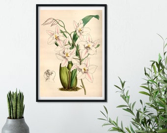 White Orchid vintage botanical illustration print