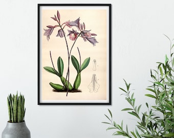 Arte de pared de orquídea púrpura Marco de impresión botánica, impresión enmarcada de dibujo científico de ilustración de orquídeas, impresión de ilustración de la naturaleza, arte de orquídeas