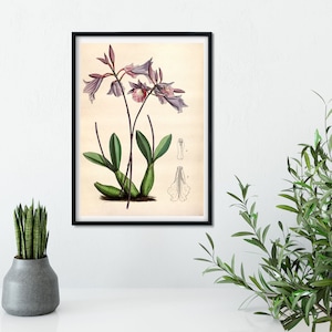 Purple Orchid wall art Botanical Print frame, Framed print of orchid illustration scientific drawing, nature illustration print, orchid art