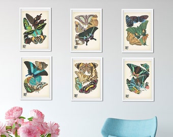 Set of 6 Framed Vintage Butterfly Print, Natural history butterflies Wall Art Print set, beautiful vintage butterflies set, frame print set