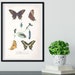 Framed Vintage Butterfly Print, Natural History Scientific Biology ...