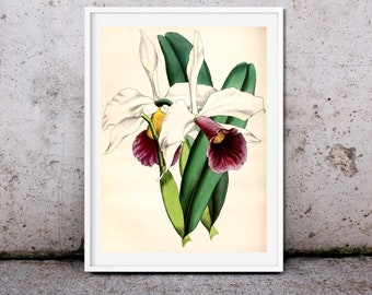 Antique Laelia Orchid Flower Botanical Print