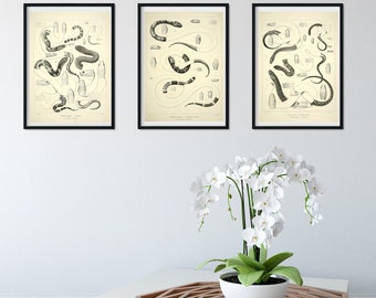 Set of 3 Framed Vintage Snake Prints, Natural history scientific art print, snake print set, reptile print, snake print frame set