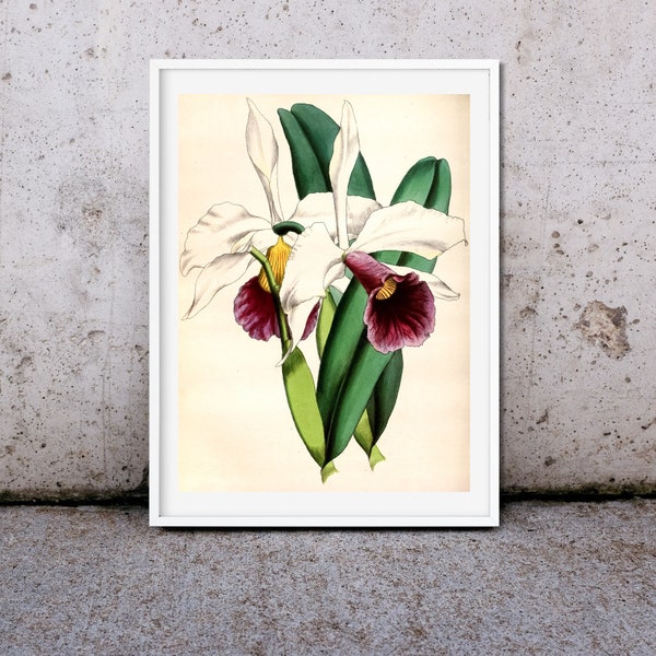 Antique Laelia Orchid Flower Botanical Print