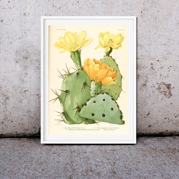 Estampado de flor de cactus antiguo, estampado enmarcado, arte botánico de la pared del cactus, decoración de la pared del cactus floreciente, cactus de nopal en flor