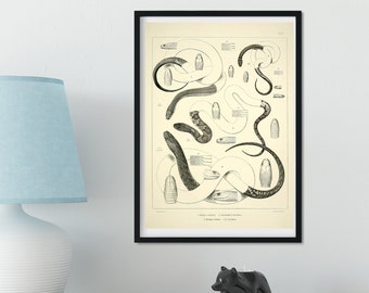 Framed Vintage Snake Print, Natural history snake art print, reptile print, reptile art print, snake print 2 of 3