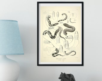 Framed Vintage Snake Print, Natural history snake art print, reptile print, reptile art print, snake print 1 of 3