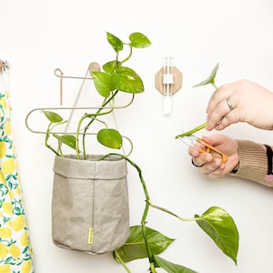 Grow your own house plant cuttings kit, Indoor plant propagation & planter set, plant lover green fingers gift box, hanging planter bundle