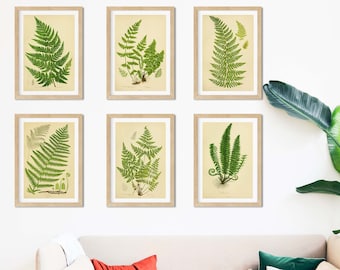 Set of 6 Framed antique Fern Prints, Fern botanical art print set, vintage botanical print gallery wall art set