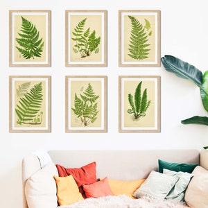 Set mit 6 gerahmten antiken Farndrucken, Farn botanisches Kunstdruckset, Vintage botanische Druckgalerie Wandkunstset