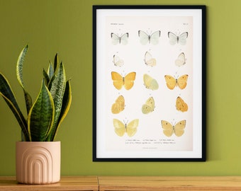 Vintage Butterfly Print in Frame, Natural history scientific biology butterflies Poster, butterfly Wall Art Print, insect print