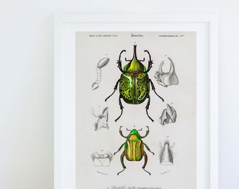 Framed Scientific Beetle Print, Vintage Illustration Beetle Art Poster