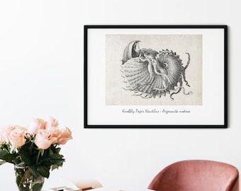 Framed Nautical Shell Art print,  vintage Nautilus seashell drawing minimalist bathroom poster, Coastal Marine Beach Wall Art A5, A4, A3, A2