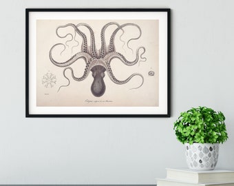 Vintage Octopus Framed Print, , Scientific biology Octopus Wall Art, Octopus ocean art bathroom print, octopus print nautical art print