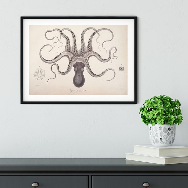 Vintage Octopus Framed Print, , Scientific biology Octopus Wall Art, Octopus ocean art bathroom print, octopus print nautical art print