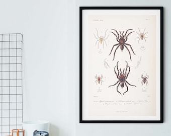 Framed Vintage Spider Print, Natural history scientific biology Spider Poster, Insect Wall Art Print, insect print A5 A4, A3, A2