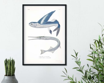 Antique Fish Print- Framed Naturalist scientific biology drawing fishes study, fish Poster Wall Art Print A4, A3, A2