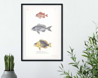 Inramad antik fisktavla, vetenskaplig biologi fiskillustration affisch väggkonst, vintage tropisk fisktavla