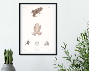 Framed Antique Toad Print, nature illustration print, scientific drawing biology toads study Poster Toad Wall Art Print