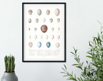 Framed Antique Eggs Print, Natural History vintage wall decor, scientific print, egg Poster, Ornithology Wall Art Print A5, A4, A3, A2