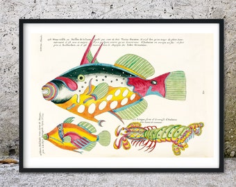 Framed Tropical Fish Print, 1754 scientific drawing illustration print, vintage fish print French print,  fish drawing fish Wall Art Print