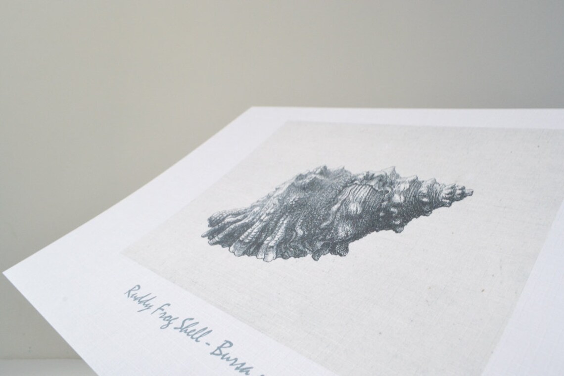 Framed Nautical Antique Shell Art Print 1645 Vintage Beach Etsy