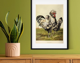 Framed Vintage Chicken Print, Natural history chicken art print, framed rooster print, antique chicken print, rooster print