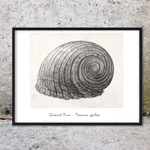 Framed Nautical print, vintage seashell poster, minimalist shell artwork bathroom art shell decor, seashell drawing antique shell print