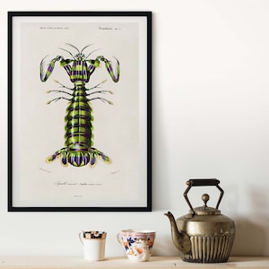 Ingelijste reuzenbidsprinkhanenprint, vintage wetenschappelijke grafiek, keukenkunst zeevruchtenposter