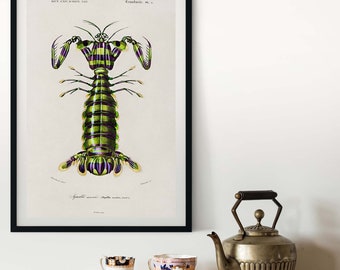 Framed Giant Mantis Shrimp Print, Vintage Scientific Chart, Kitchen Art Seafood Poster