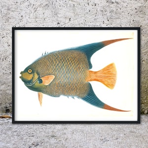 Angelfish schets Etsy