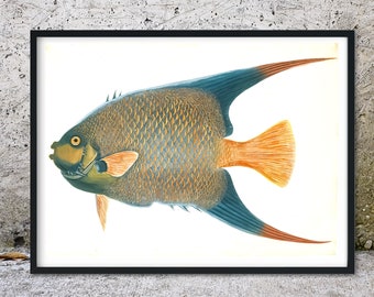 Impresión de pez ángel enmarcado, impresión de pez ángel de ilustración vintage, dibujo científico impresión de peces tropicales, arte de pared de arte de pez ángel