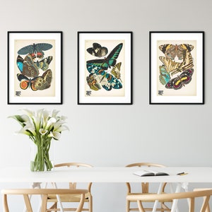 Set of 3 Framed Vintage Butterfly prints, antique butterfly art print art deco prints butterfly wall art antique nature print