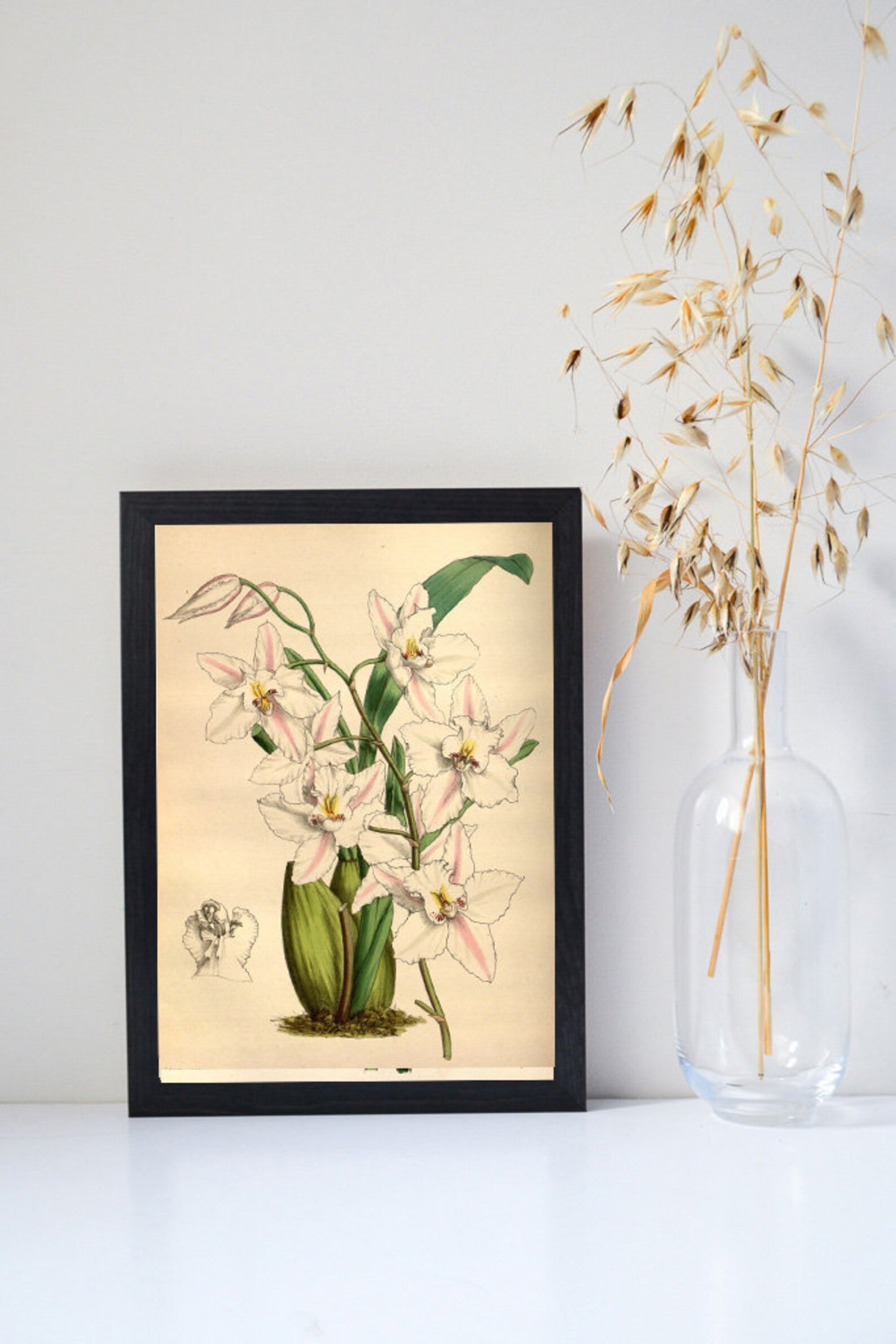White Orchid Wall Art Botanical Print Framed Print of Orchid Etsy