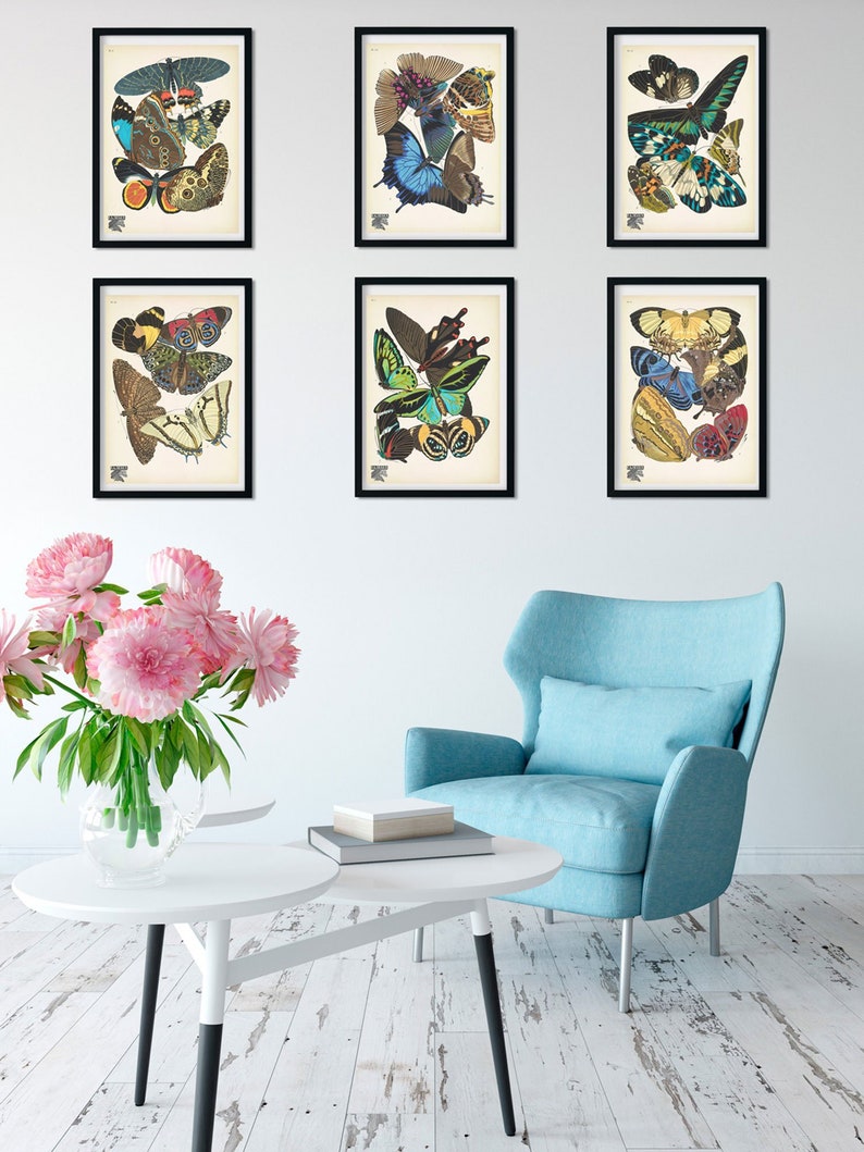 Set of 6 Framed Vintage Butterfly Print, Natural History Butterflies ...