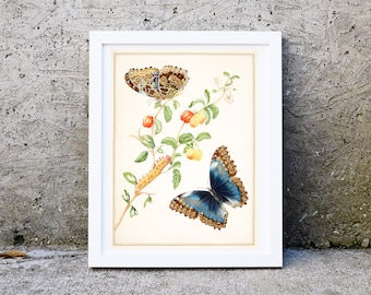 Framed 1702 Antique Morpho Butterfly Illustration Print- White Framed Natural Botanical study Wall Art Print A4, A3, A2