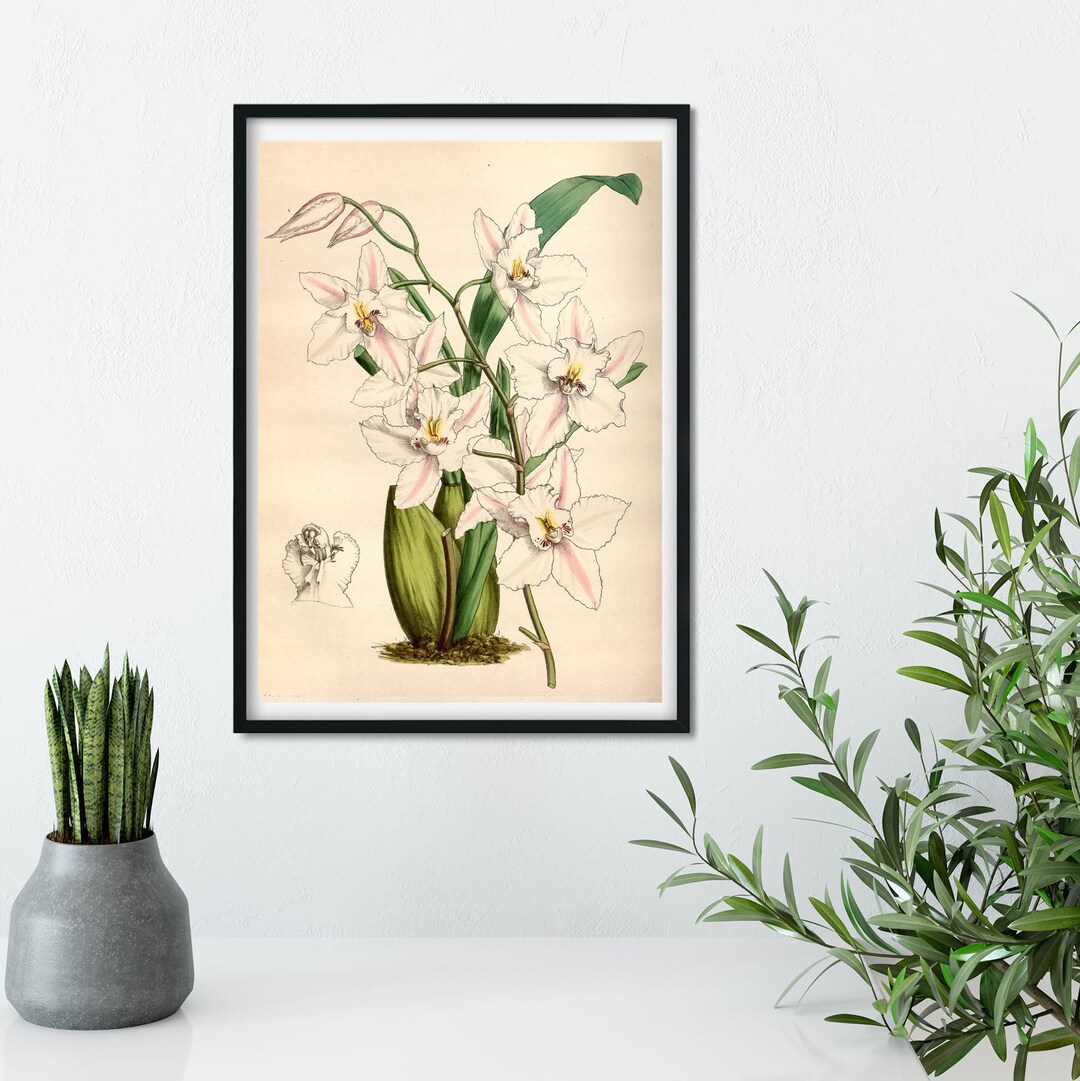 White Orchid Wall Art Botanical Print Framed Print of Orchid Etsy