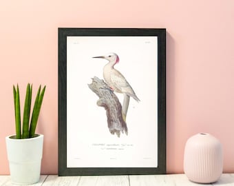 Antique Bird Print, Woodpecker print, Framed print of a Naturalist scientific drawing, Poster Wall Art Print A4, A3, A2