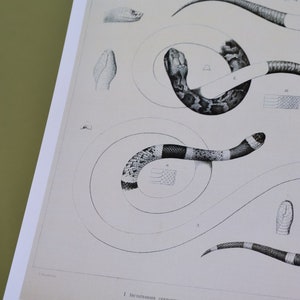 Set of 3 Framed Vintage Snake Prints Natural History - Etsy