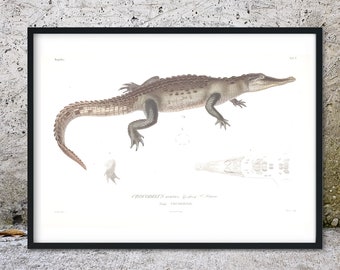Framed Crocodile antique print, scientific drawing biology crocodile illustration print, vintage crocodile Art Print, wall art print